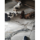 Machinho De Shih Tzu