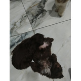 Machinho De Shih Tzu