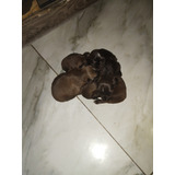 Machinho De Shih Tzu
