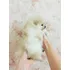 Machinho De Spitz Alemao Filho De Anoes