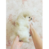 Machinho De Spitz Alemao
