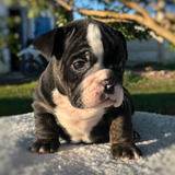 Macho Bulldog Ingles Black Tri Brindle
