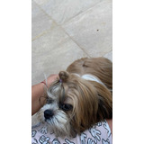 Macho Shi Tzu