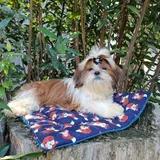 Machos De Shihtzu