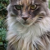 Maine Coon Cat Wallpaper HD Wallpapers Of Maine Coon Cats 