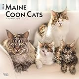 Maine Coon Cats 2024 Square