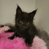 Maine Coon Femea Preta