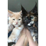 Maine Coon Filhotes Havila Pet S Caroline