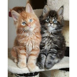 Maine Coon Filhotes