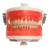 Manequim Articulado Universal Top Dentística Pd100   Pronew