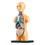 Manequim De Corpo Humano Desmonta Órgãos Internos D