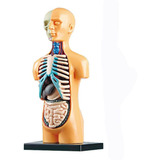 Manequim De Corpo Humano Para Desmontar Órgãos Internos Da O
