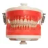 Manequim De Dentistíca Pd100   Pronew