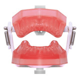 Manequim De Endodontia Pd