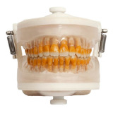 Manequim De Periodontia Ii Pd 103 Pronew