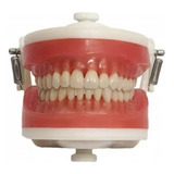 Manequim Dentística Pronew Pd100