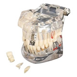 Manequim Modelo Odontologico Dentario