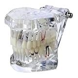 Manequim Molde Transparente Dentario Articulado Universal