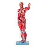 Manequim Muscular 78 Cm