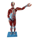 Manequim Muscular Assexuado 78