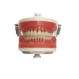 Manequim Top Dentistica Pd100