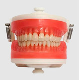 Manequim Top Dentistica Pd100