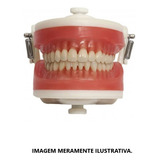 Manequim Top Dentistica Pd100 Pronew