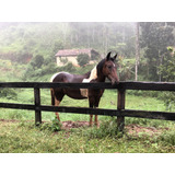 Mangalarga Marchador Pampa De Castanho