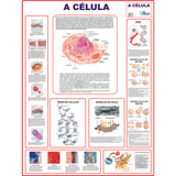 Mapa A Célula Anatomia Corpo Humano Banner Poster Medicina