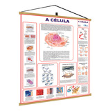 Mapa A Celula Corpo Humano Banner