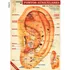 Mapa Acupuntura Auricular - Auriculoterapia Microssistemas