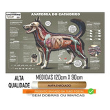 Mapa Anatomia Cachorro Cao