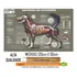 Mapa Anatomia Cachorro Cão Pet Veterinario 120 X 90 Cm