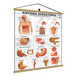 Mapa Corpo Humano Digestório Moldura Banner