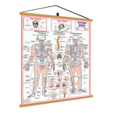 Mapa Corpo Humano Esqueletico 1 Osseo Laminado Moldura Medic