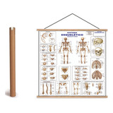 Mapa Corpo Humano Esquelético I - Banner Laminado Pendurar