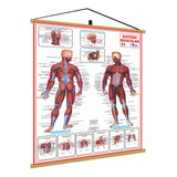 Mapa Corpo Humano Muscular Medicina Banner