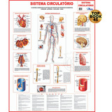 Mapa Corpo Humano Sistema Circulatório Gigante Promoção!
