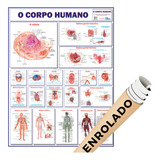 Mapa Corpo Humano Sistema