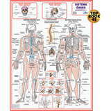 Mapa Corpo Humano Sistema
