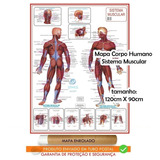 Mapa Corpo Humano Sistema Muscular 120