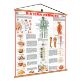 Mapa Corpo Humano Sistema Nervoso Moldura