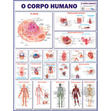 Mapa Corpo Humano Sistemas Anatomia Banner