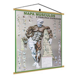 Mapa Corpo Musculos Academia Exercicios Calistenia Banner Po
