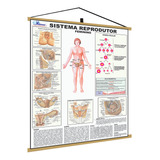 Mapa Corpo Reprodutor Feminino Moldura Banner