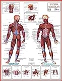 Mapa De Anatomia Humana