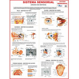 Mapa De Anatomia Humana Sistema Sensorial 117x89cm