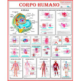 Mapa Do Corpo Humano 120x90 Atualizado