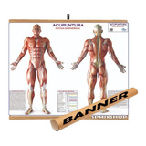 Mapa Do Corpo Humano 120x90 Banner Pendurar A Sua Escolha