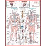 Mapa Do Corpo Humano Sistema Esqueletico